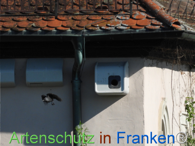 © Artenschutz in Franken® Bild zum Eintrag (1121454-160)