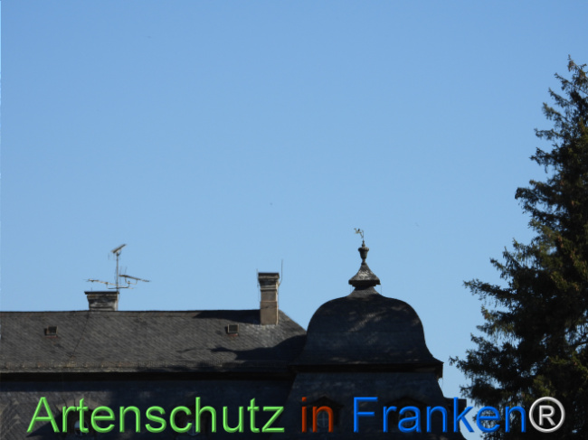 © Artenschutz in Franken® Bild zum Eintrag (1121458-160)