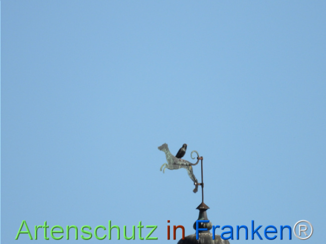 © Artenschutz in Franken® Bild zum Eintrag (1121459-160)