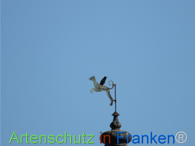 © Artenschutz in Franken® Bild zum Eintrag (1121460-160)
