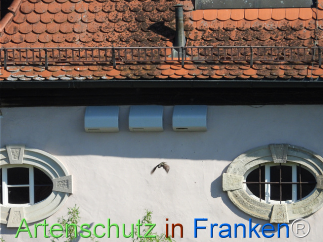 © Artenschutz in Franken® Bild zum Eintrag (1121462-160)