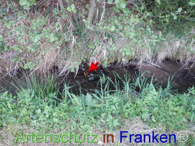 © Artenschutz in Franken® Bild zum Eintrag (1121505-160)