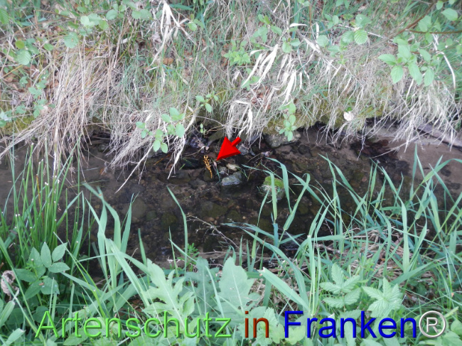 © Artenschutz in Franken® Bild zum Eintrag (1121506-160)