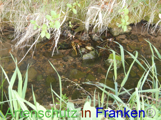 © Artenschutz in Franken® Bild zum Eintrag (1121507-160)