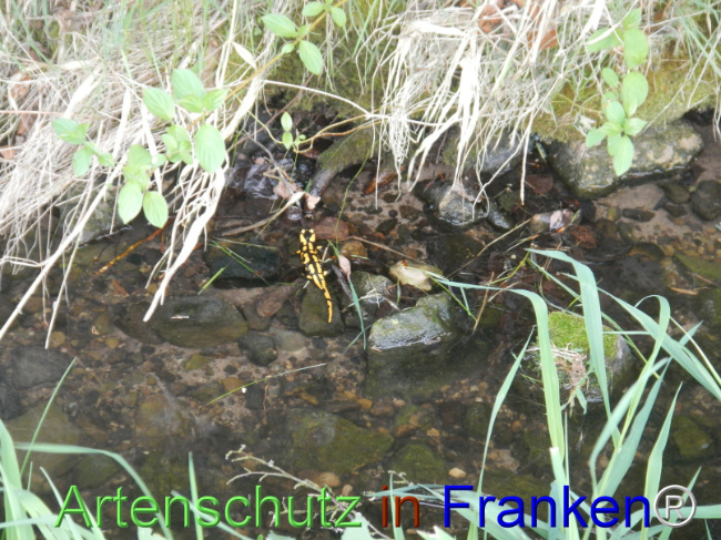 © Artenschutz in Franken® Bild zum Eintrag (1121508-160)