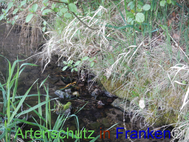 © Artenschutz in Franken® Bild zum Eintrag (1121510-160)