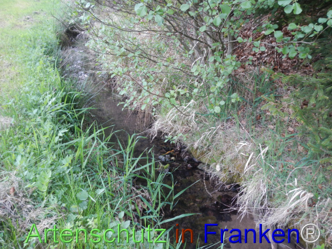 © Artenschutz in Franken® Bild zum Eintrag (1121511-160)