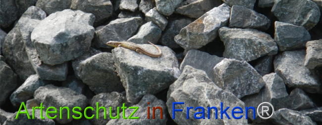 © Artenschutz in Franken® Bild zum Eintrag (1121563-160)