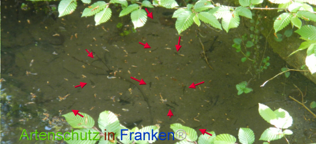 © Artenschutz in Franken® Bild zum Eintrag (1121566-160)