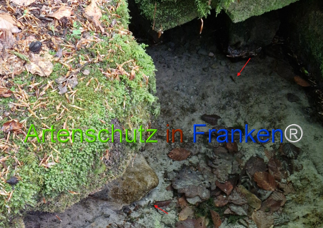 © Artenschutz in Franken® Bild zum Eintrag (1121567-160)