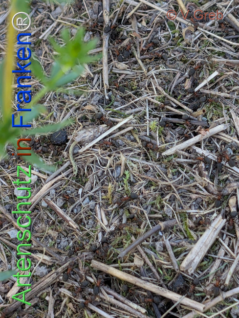 © Artenschutz in Franken® / Greb Bild zum Eintrag (1122242-160)