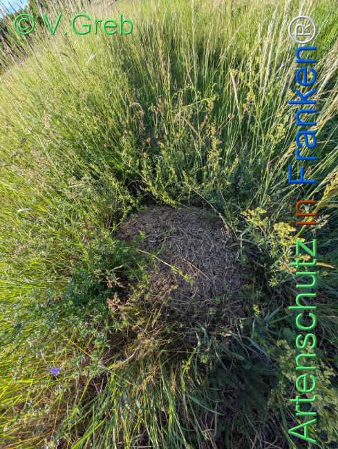 © Artenschutz in Franken® / Greb Bild zum Eintrag (1122243-160)