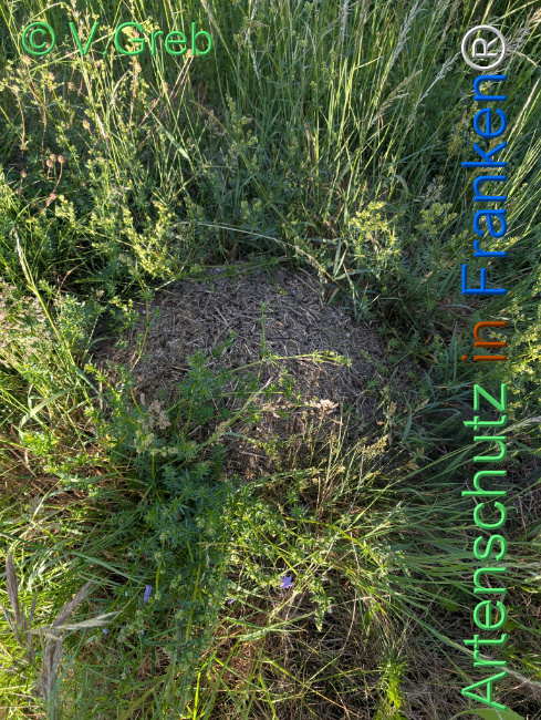 © Artenschutz in Franken® / Greb Bild zum Eintrag (1122244-160)