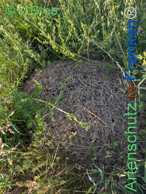 © Artenschutz in Franken® / Greb Bild zum Eintrag (1122245-160)