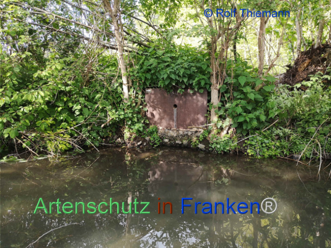 © Artenschutz in Franken® / Rolf Thiemann Bild zum Eintrag (1122612-160)