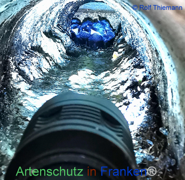 © Artenschutz in Franken® / Rolf Thiemann Bild zum Eintrag (1122618-160)