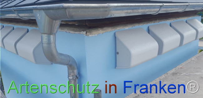 © Artenschutz in Franken® Bild zum Eintrag (1122635-160)