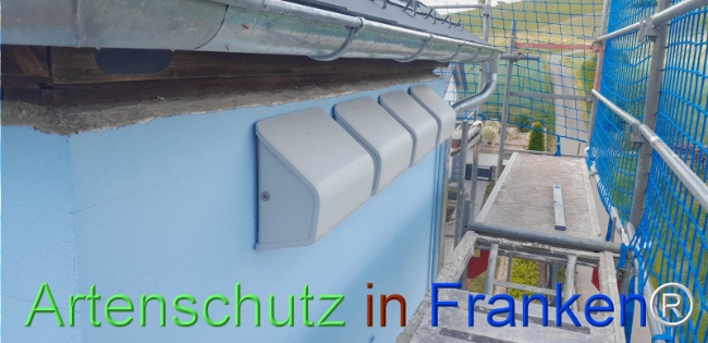 © Artenschutz in Franken® Bild zum Eintrag (1122636-160)