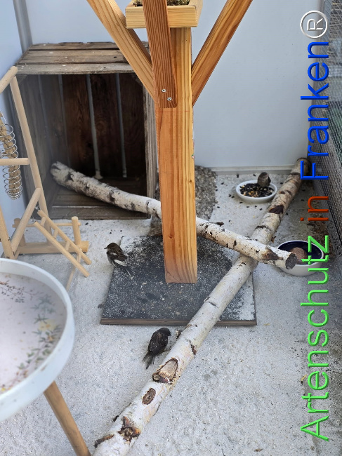 © Artenschutz in Franken® / Großkopf Bild zum Eintrag (1122654-160)