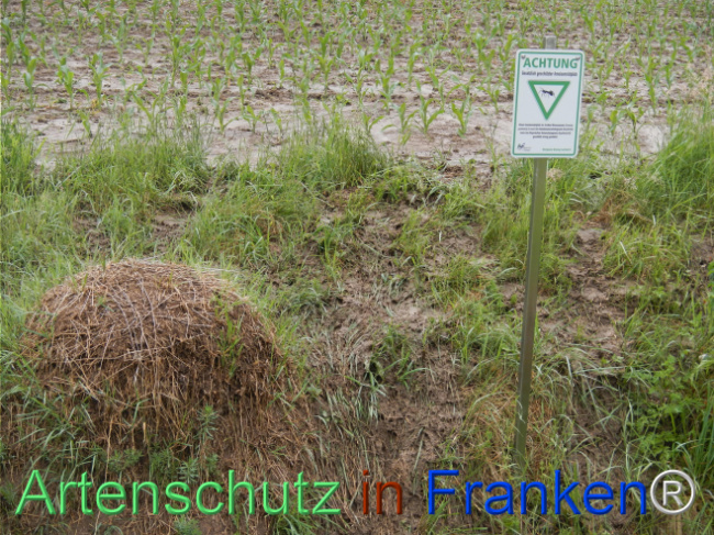 © Artenschutz in Franken® Bild zum Eintrag (1122804-160)