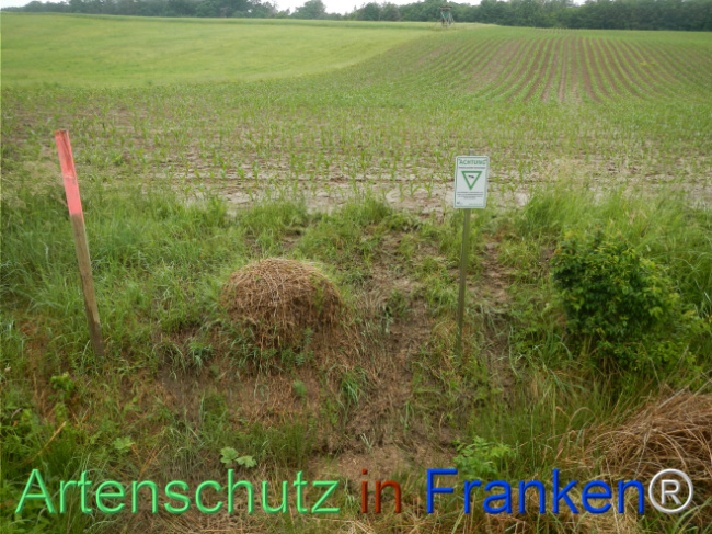 © Artenschutz in Franken® Bild zum Eintrag (1122807-160)