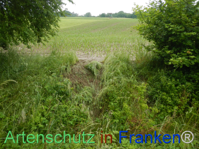 © Artenschutz in Franken® Bild zum Eintrag (1122808-160)