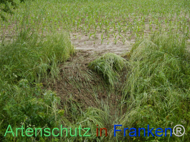 © Artenschutz in Franken® Bild zum Eintrag (1122809-160)