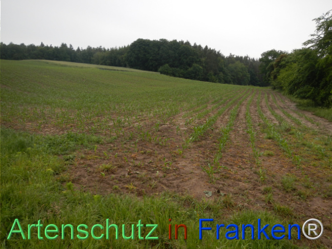 © Artenschutz in Franken® Bild zum Eintrag (1122811-160)