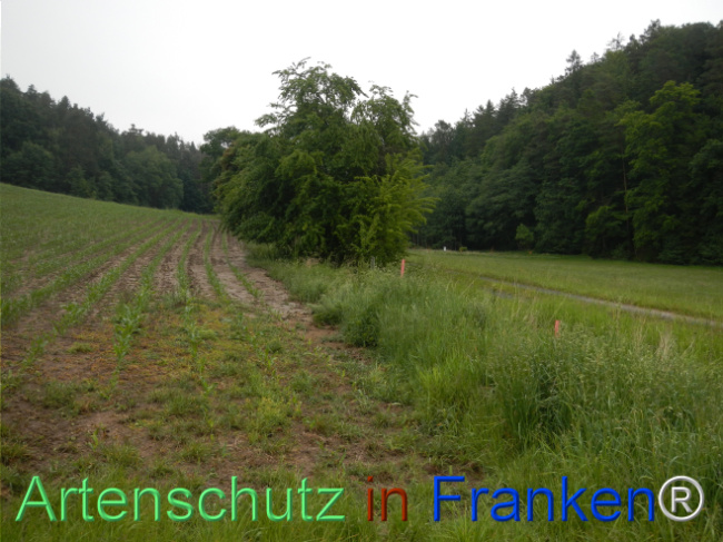 © Artenschutz in Franken® Bild zum Eintrag (1122812-160)