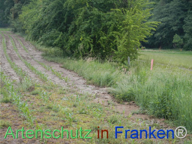 © Artenschutz in Franken® Bild zum Eintrag (1122813-160)