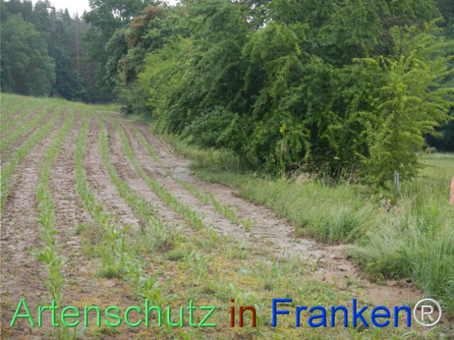 © Artenschutz in Franken® Bild zum Eintrag (1122814-160)