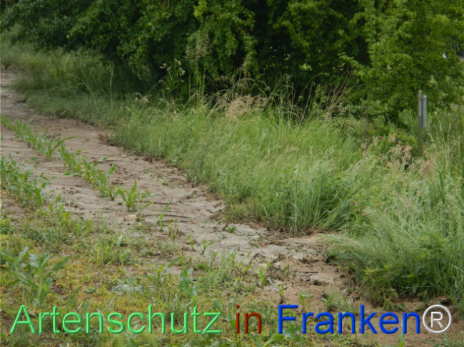 © Artenschutz in Franken® Bild zum Eintrag (1122815-160)