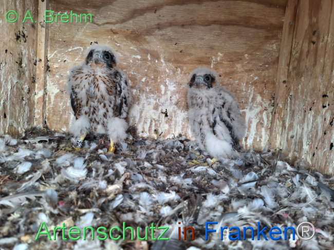 © Artenschutz in Franken® / A. Brehm Bild zum Eintrag (1122845-160)