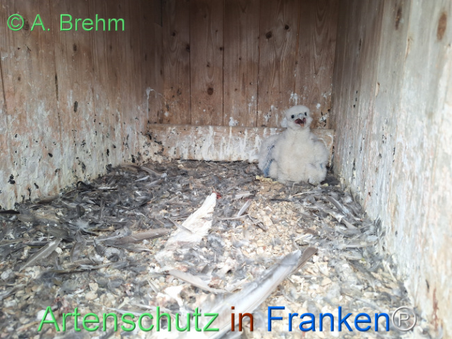 © Artenschutz in Franken® / A. Brehm Bild zum Eintrag (1122846-160)