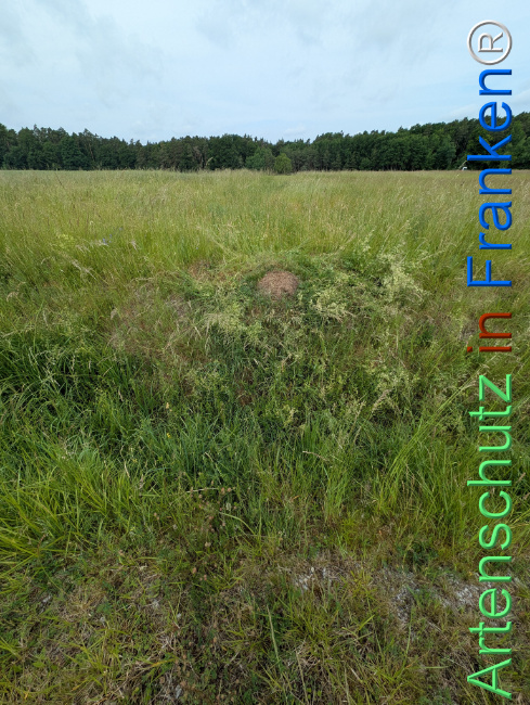 Bild zum Eintrag (1122856-160)