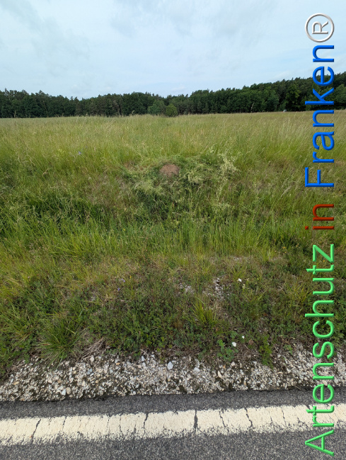 Bild zum Eintrag (1122857-160)