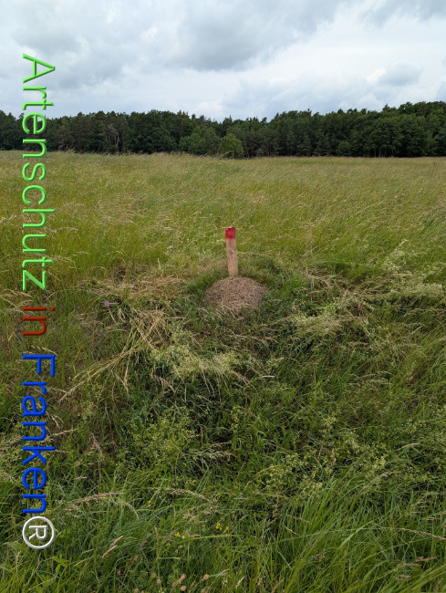 Bild zum Eintrag (1123099-160)