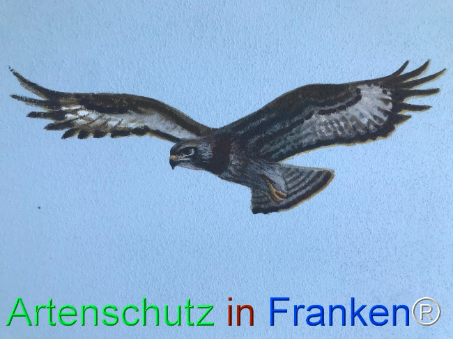 Bild zum Eintrag (1123384-160)