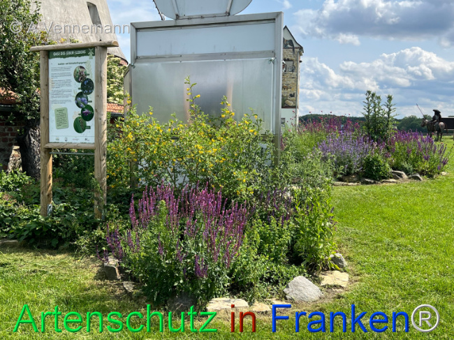 © Artenschutz in Franken® / Vennemann Bild zum Eintrag (1123402-160)