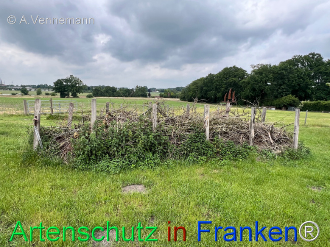 © Artenschutz in Franken® / Vennemann Bild zum Eintrag (1123403-160)