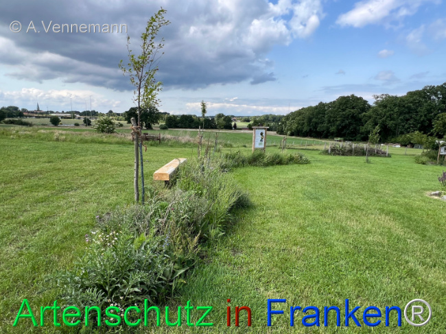 © Artenschutz in Franken® Bild zum Eintrag (1123404-160)
