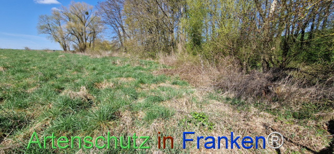 © Artenschutz in Franken® Bild zum Eintrag (1123427-160)