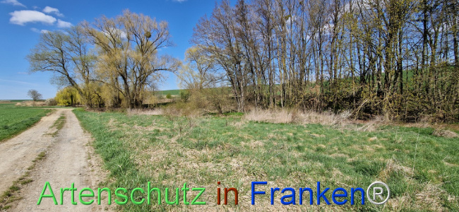 © Artenschutz in Franken® Bild zum Eintrag (1123428-160)