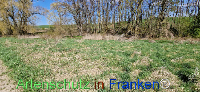 © Artenschutz in Franken® Bild zum Eintrag (1123429-160)