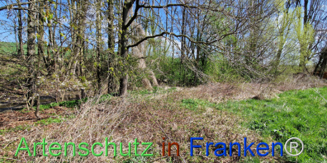 © Artenschutz in Franken® Bild zum Eintrag (1123432-160)