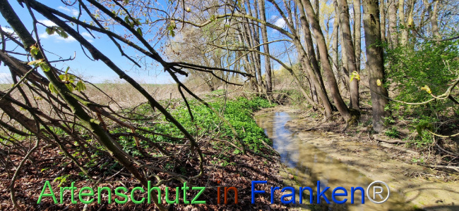 © Artenschutz in Franken® Bild zum Eintrag (1123433-160)