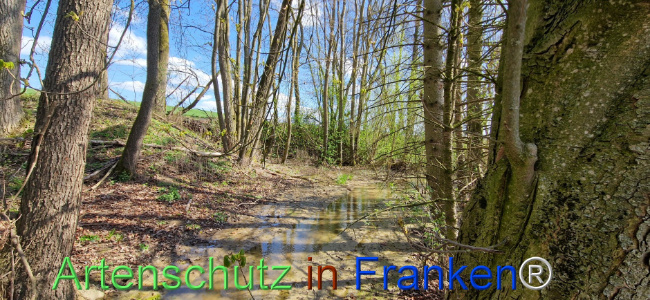 © Artenschutz in Franken® Bild zum Eintrag (1123434-160)