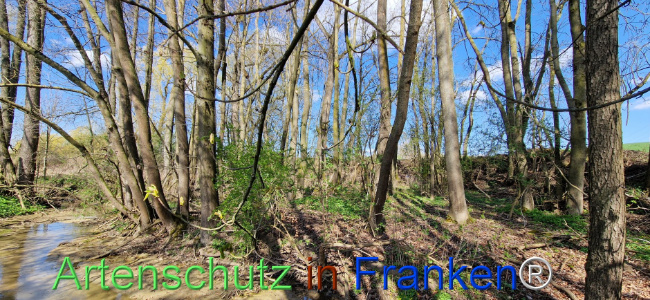 © Artenschutz in Franken® Bild zum Eintrag (1123435-160)