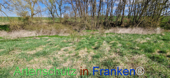 © Artenschutz in Franken® Bild zum Eintrag (1123437-160)