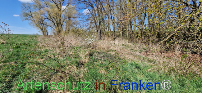 © Artenschutz in Franken® Bild zum Eintrag (1123438-160)